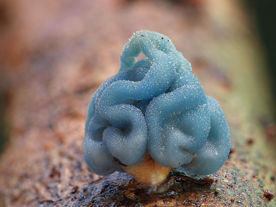 25 Stunning Photos within the Mystical World of Mushrooms  Interesting-mushroom-photography-90__880