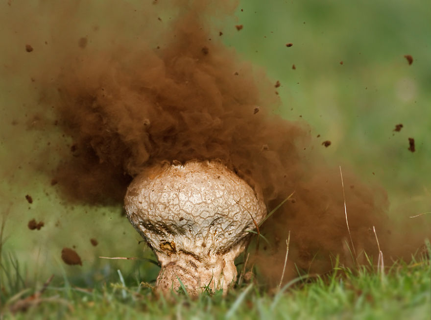 25 Stunning Photos within the Mystical World of Mushrooms  Interesting-mushroom-photography-93__880