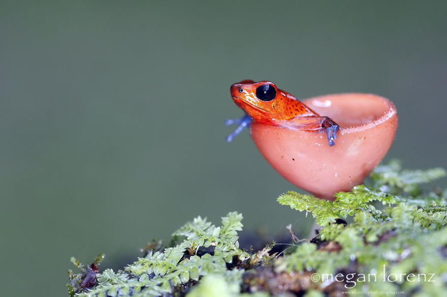 25 Stunning Photos within the Mystical World of Mushrooms  Interesting-mushroom-photography-95__880