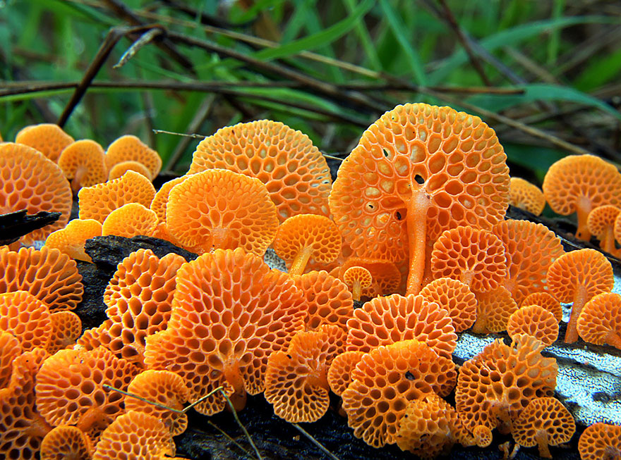 25 Stunning Photos within the Mystical World of Mushrooms  Mushroom-photography-241__880