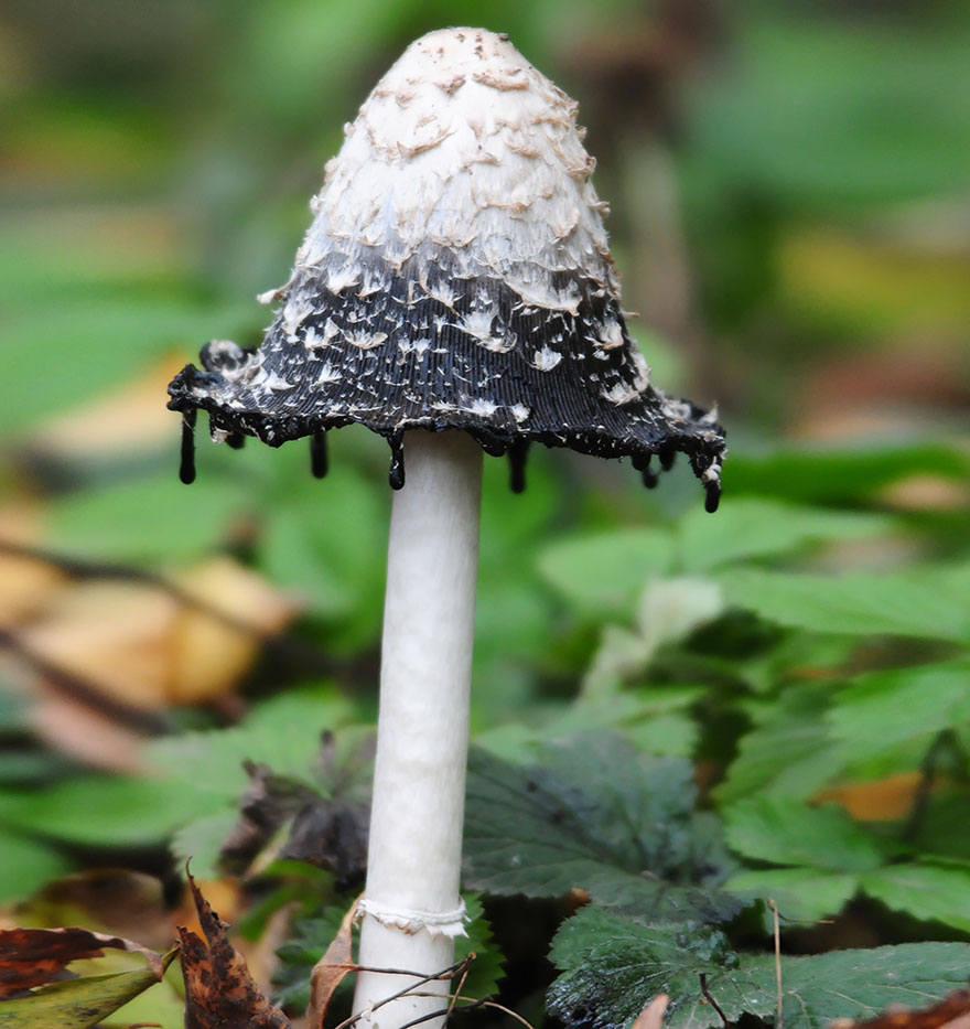 25 Stunning Photos within the Mystical World of Mushrooms  Mushroom-photography-261__880