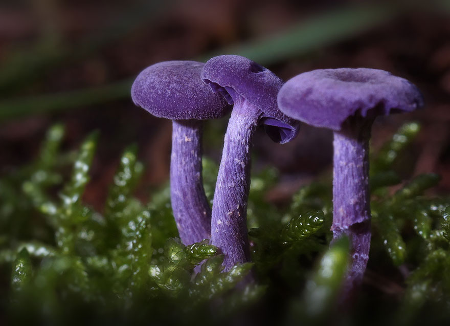 25 Stunning Photos within the Mystical World of Mushrooms  Mushroom-photography-272__880