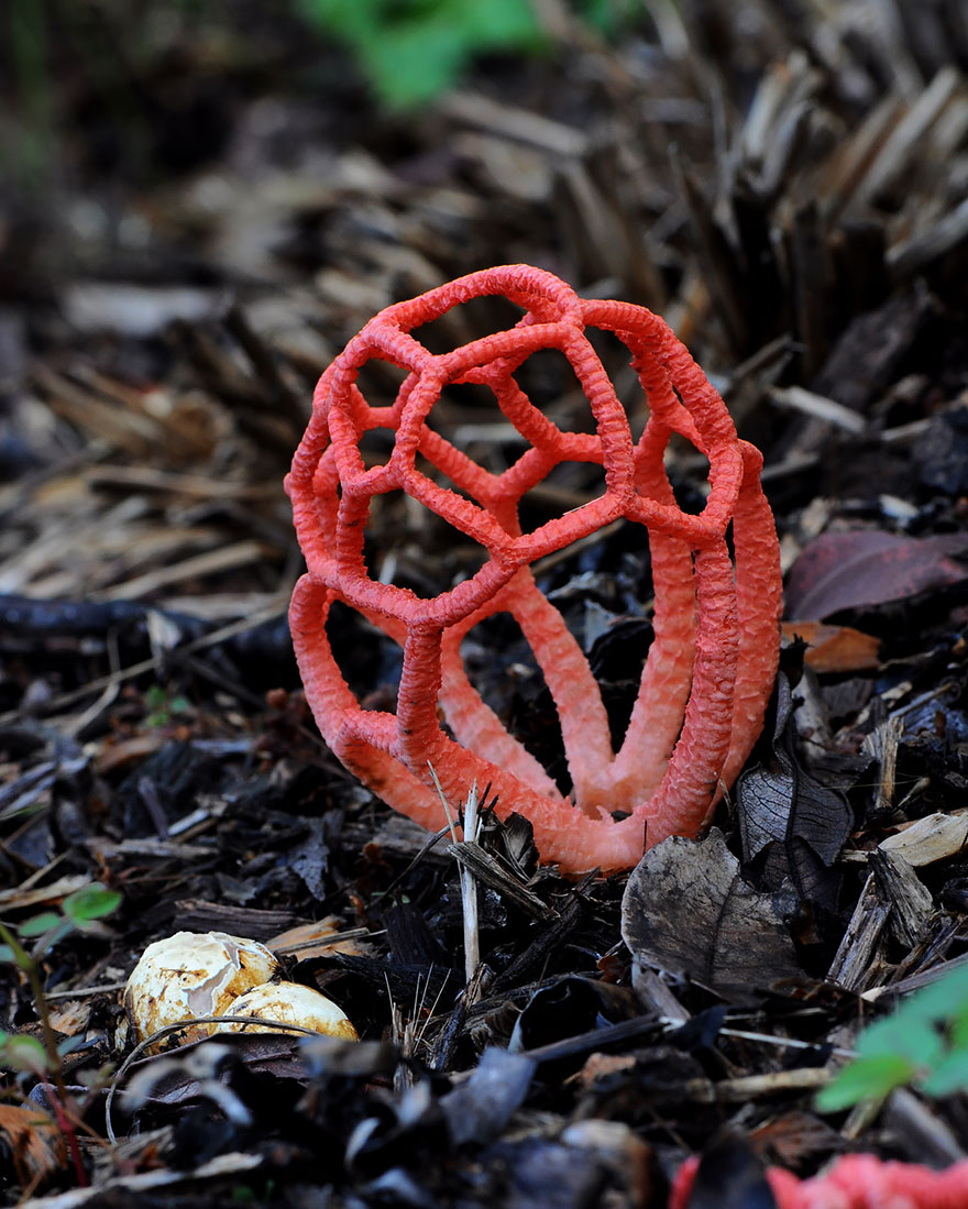 25 Stunning Photos within the Mystical World of Mushrooms  Mushroom-photography-91__880