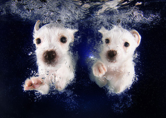 CACHORROS Y ANIMALES - Página 2 Underwater-puppy-photography-seth-casteel-coverimage