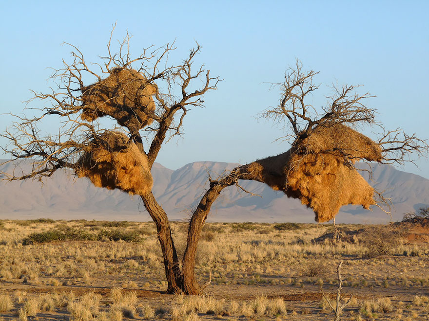 بالصور كيف تبني بعض الحيوانات بيوتها Animal-architecture-nests-1-2