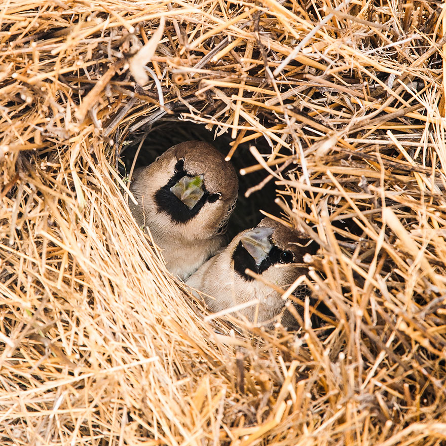 بالصور كيف تبني بعض الحيوانات بيوتها Animal-architecture-nests-1-5