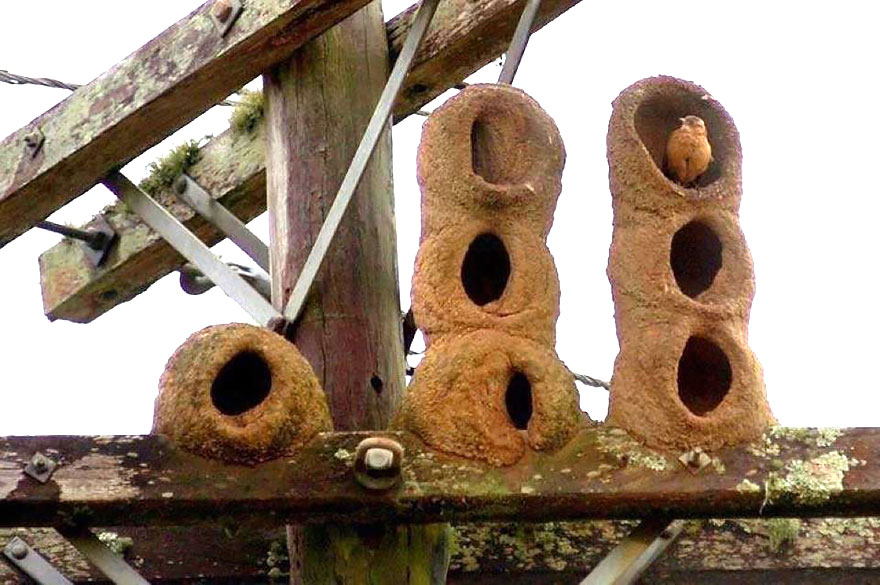 بالصور كيف تبني بعض الحيوانات بيوتها Animal-architecture-nests-2-1