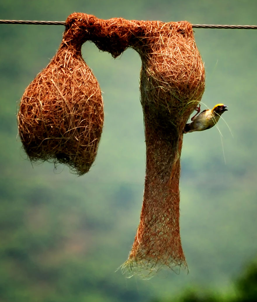 بالصور كيف تبني بعض الحيوانات بيوتها Animal-architecture-nests-8-1