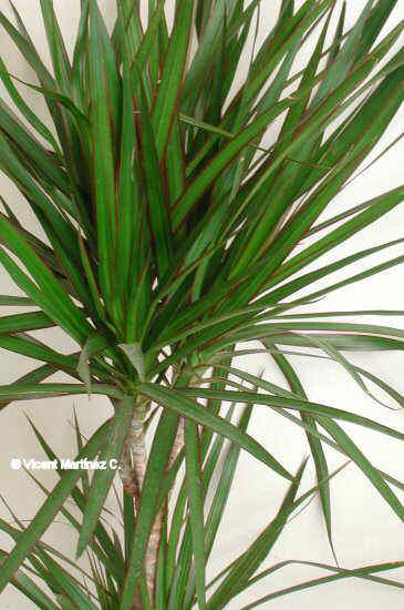 Dracaena comment multiplier sa tête ? Dracaena_marginata