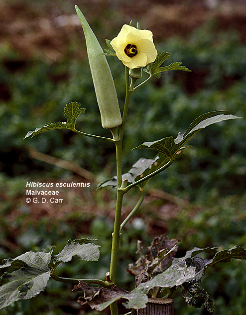 hibiscus esculentus Hib_esc_mid