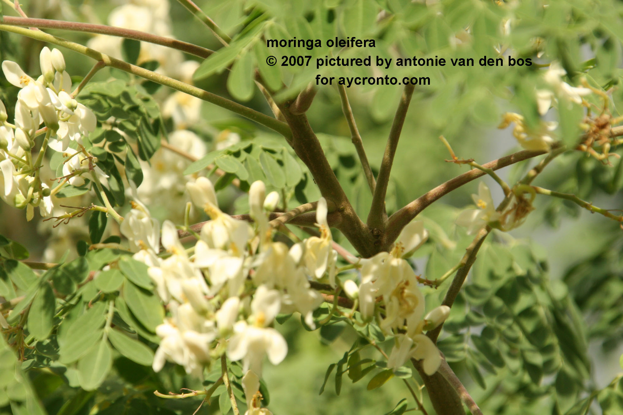 الشجرة العجيبة Moringa%20oleifera%2003%20AN%20cur%20city