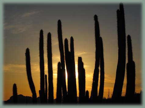 Les BOULINGUEURS..de la PLANETE.... Arizona_organ_pipe_39