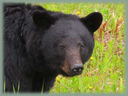 Les BOULINGUEURS..de la PLANETE.... Canada_faune_ours_noir_25