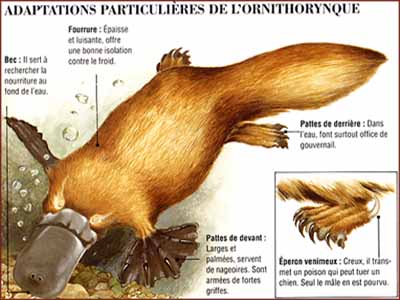 Un Animal hors du commun : L'ornithorynque Faune_02