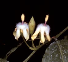 la fleur de Martin du 18 Juillet trouvée par Ajonc Aida_micrantha