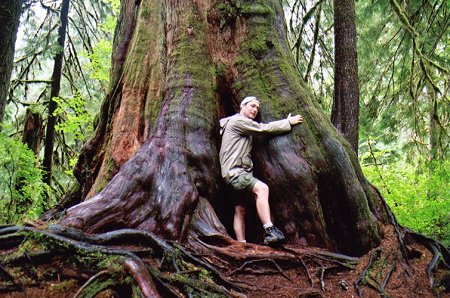 اقدم شجرة بالعالم  Summer04_QuinaultRainForestTreeHuggr