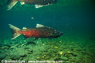  " "  Gx528-chinook_salmon_underwater_brandon_cole