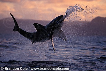 (القرش الابيض العظيم ...Great White Shark) Nj5-great_white_shark_breaching