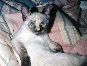 أنواع القطط مع المعلومات و الصور Siamese1
