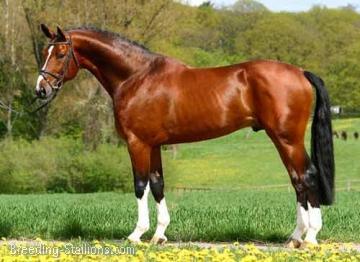 My New Stallions 332_715_1