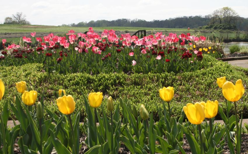حدائق التوليب Tulips-spring
