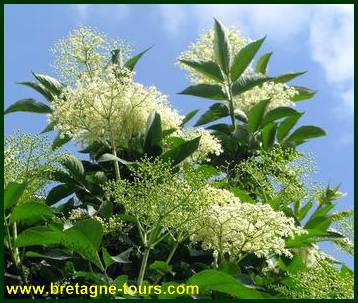 beignets de fleurs d'acacia et de sureau  Fleurs-de-sureau