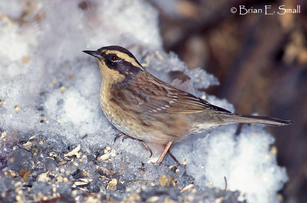 ABC Animales con su foto - Página 2 Siberian-Accentor-01