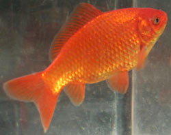    Red_common_goldfish_2000-1