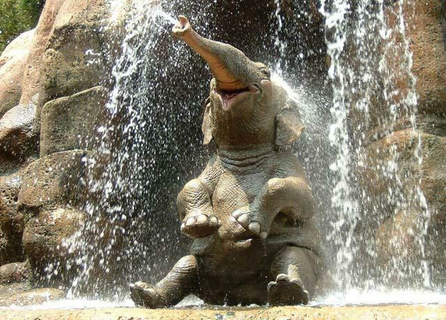 صور حيوانات غاية في الروعة Elephant-bathing-and-drinking