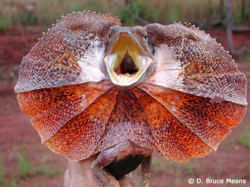 غرائب وعجائب  - صفحة 4 Frilled-lizard500