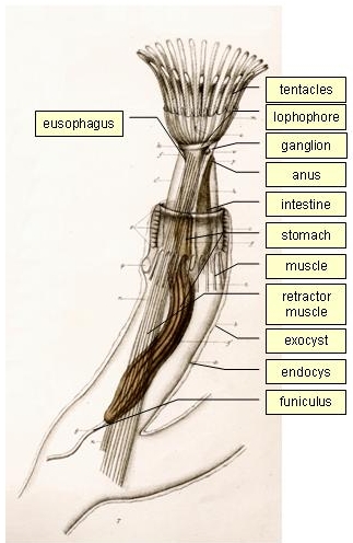 اللافقاريات البحرية: Anatomy