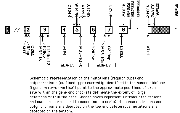 Structure du gène atteint Gene