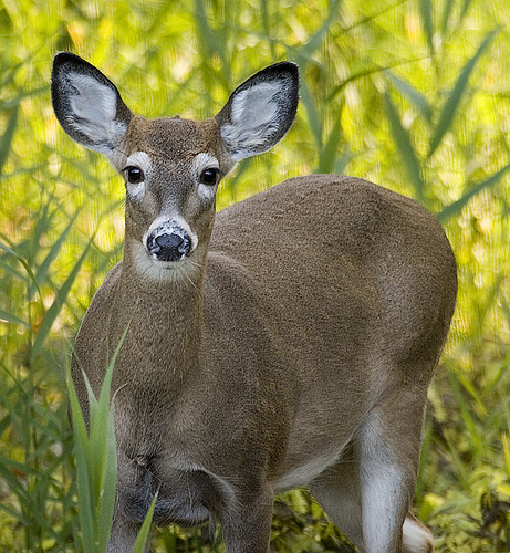 White tail deer pick and play Whitetail-deer-management-harvest-rates-1209-01