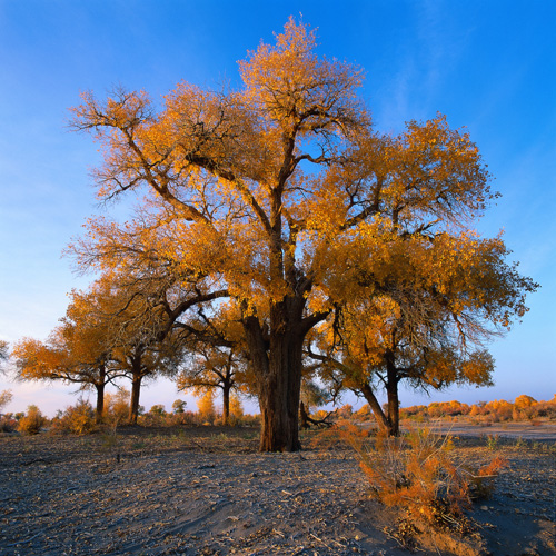 La Bonne Parole (tchoupa) Arbre-85878