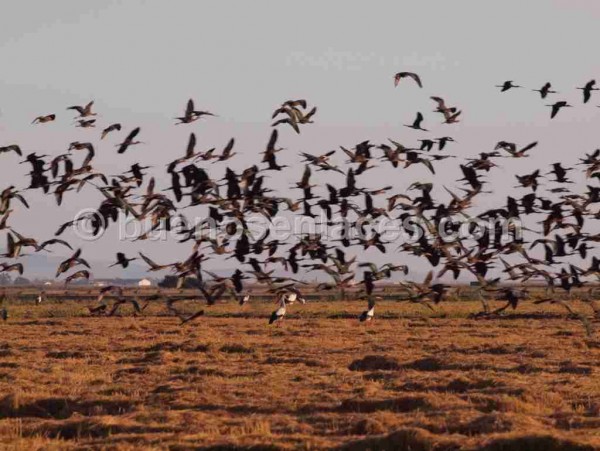 Una imagen sin palabras - Página 3 Animales_aves_volando