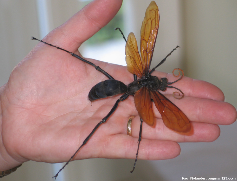 Epic wasp! TarantulaHawk-large