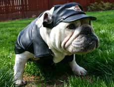 Avis de recherche. Biker-bulldog