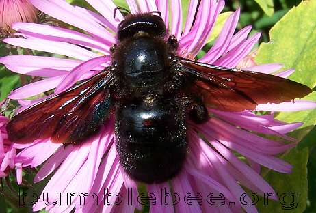 ABC Animales con su foto XylocopaViolacea