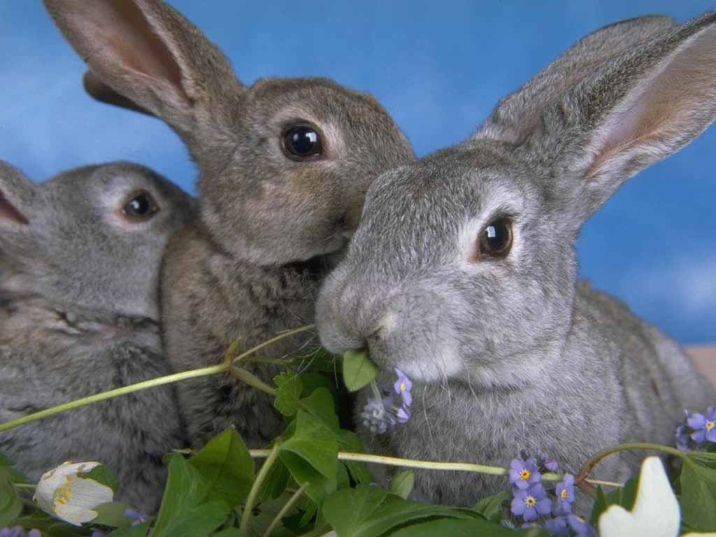 أكبر مكتبة لصور الأرانب تجدها هنا شاركوا معنا Rabbits