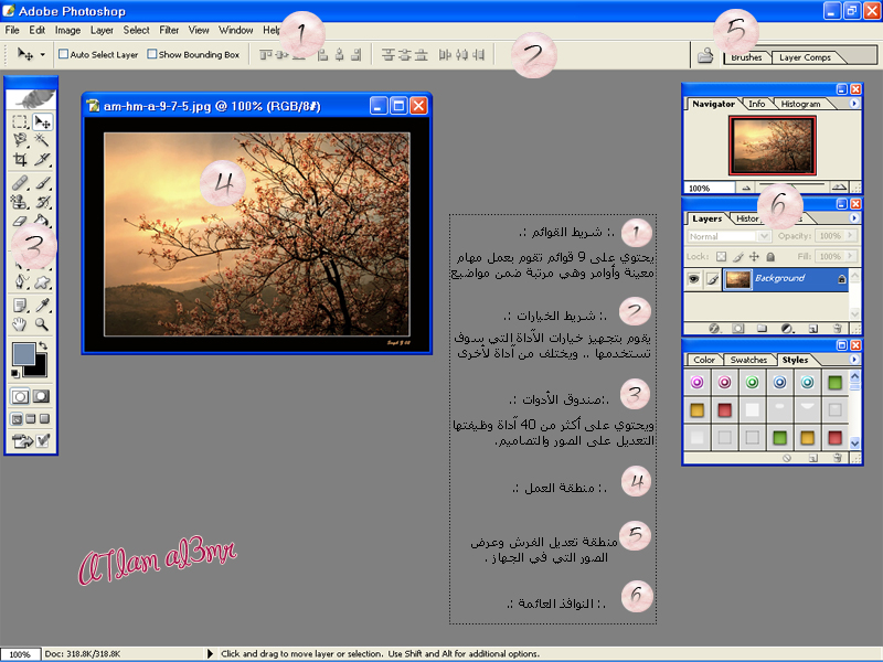  صورة جاهزةتعليم Imageready شرح واجهة برنامج الفوتوشوب  21706_01186041972