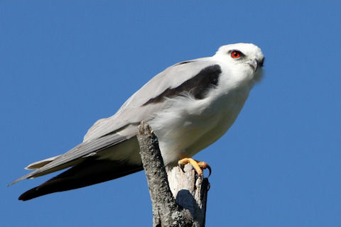 นกเหยี่ยวขาว  Black-shouldered Kite  Black-shouldered%20kite%2001