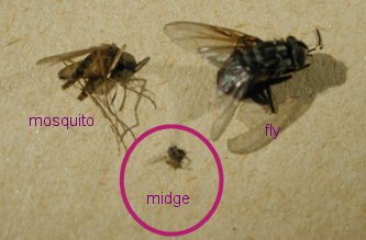 Glenfinnan, fin de journée Culicoides-mosquito-fly