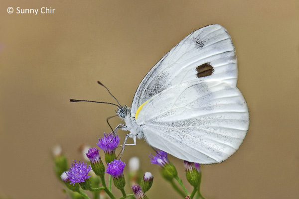 Sưu tập Bộ cánh vảy 3 - Page 3 Pieris%20canidia%20canidia%20(Cabbage%20White)4