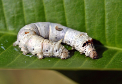 இதையும் பாருங்க!!! 12-caterpillar-pictures-l