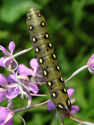 இதையும் பாருங்க!!! 7-caterpillar-pictures-l