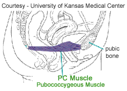 PCE treening Pc_muscle2