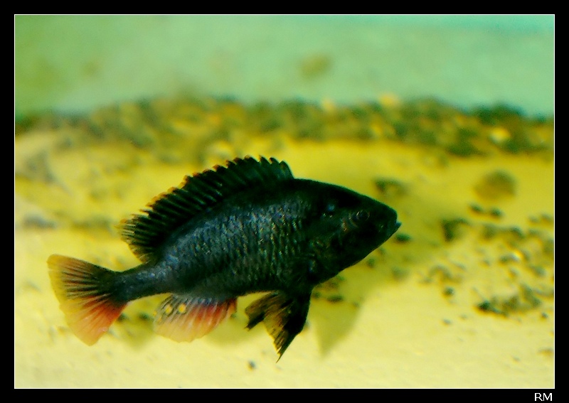 [VDS] Haplochromis nubilus Hnubilusoct2008n1