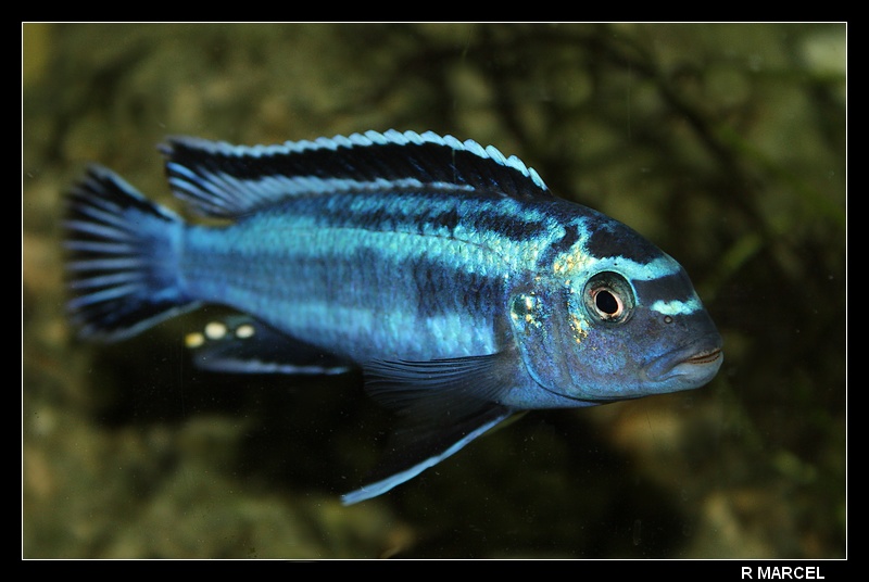 Melanochromis cyaneorhabdos Mcyanheomainganov08n1