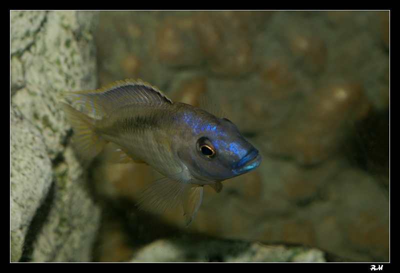 Mylochromis melanotaenia Mmelanotaeniamalemas08n1