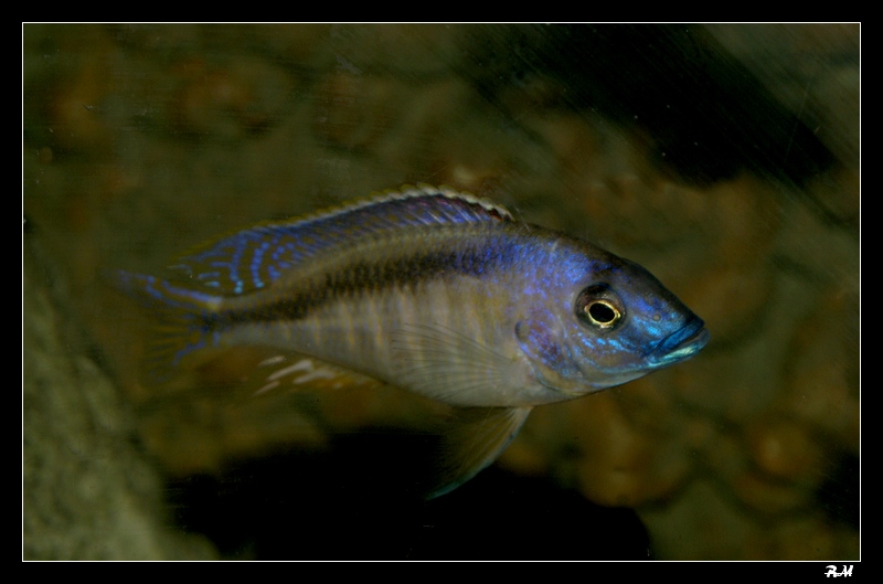 Mylochromis melanotaenia Mmelanotaeniamalemas08n2